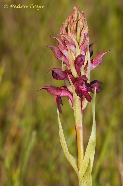 Anacamptis coriophora